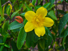 Gelsemium sempervirens False Jasmine, Yellow Jessamine, Evening Trumpetflower, Carolina Jasmine