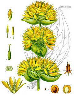 Gentiana lutea Yellow Gentian