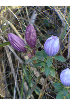 Gentiana saponaria Harvestbells