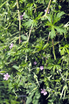 Geranium bicknellii Bicknell