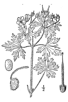 Geranium bicknellii Bicknell