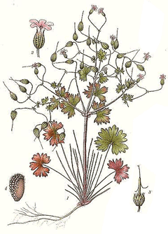 Geranium lucidum Shining geranium