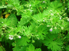 Geranium pusillum Small geranium