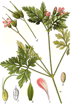 Geranium robertianum Herb Robert, Robert geranium