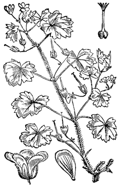 Geranium rotundifolium Roundleaf geranium