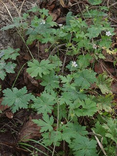 Geranium sibiricum Siberian geranium