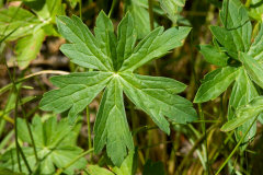 Geranium richardsonii Richardson’s Geranium Geranium richardsonii Richardson’s Geranium