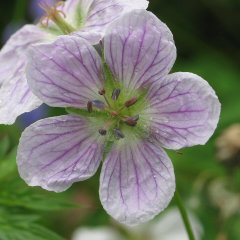 Geranium richardsonii Richardson’s Geranium Geranium richardsonii Richardson’s Geranium