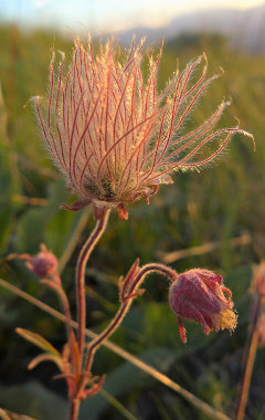 Geum triflorum var. ciliatum Prairie-smoke Geum triflorum var. ciliatum Prairie-smoke