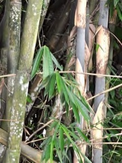 Gigantochloa apus Watho. Tabashir Bamboo