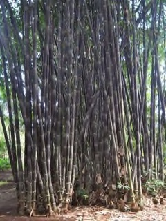 Gigantochloa atroviolacea Black Bamboo. Giant Black bamboo
