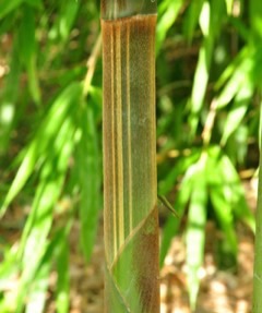 Gigantochloa balui Clumping Bamboo
