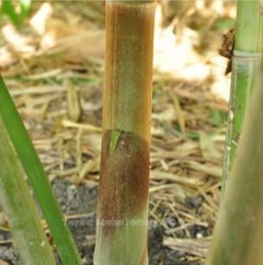 Gigantochloa balui Clumping Bamboo
