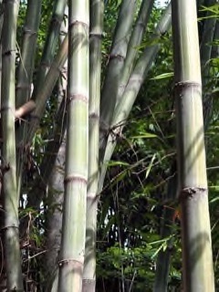 Gigantochloa verticillata Whorled bamboo, Giant stripy bamboo