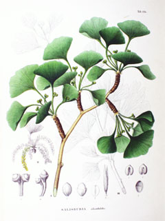 Ginkgo Maidenhair Tree, Ginkgo