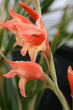 Gladiolus dalenii Cornflag