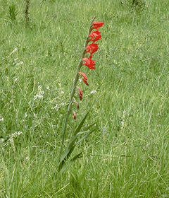 Gladiolus dalenii Cornflag