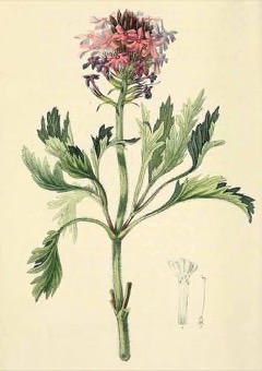 Glandularia canadensis Rose Verbena