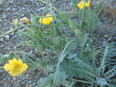 Glaucium flavum Horned Poppy, Yellow hornpoppy