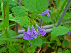 Glechoma hederacea Ground Ivy, Field Balm, Gill Over The Ground, Runaway Robin