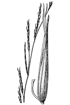 Glyceria acutiflora Creeping mannagrass