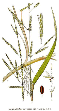 Glyceria fluitans Floating Manna Grass, Water mannagrass
