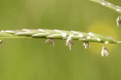 Glyceria fluitans Floating Manna Grass, Water mannagrass