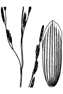 Glyceria occidentalis Northwestern mannagrass