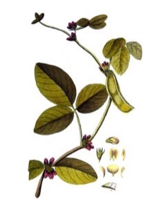 Glycine spp. Perennial Soybean