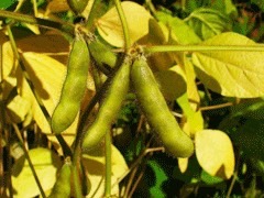 Glycine spp. Perennial Soybean