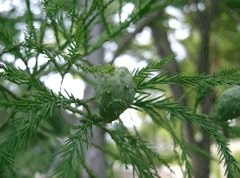 Glyptostrobus pensilis Chinese Swamp Cypress