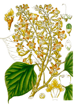 Gmelina arborea Gmelina, Snapdragon, White Teak
