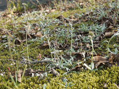Gnaphalium japonicum 