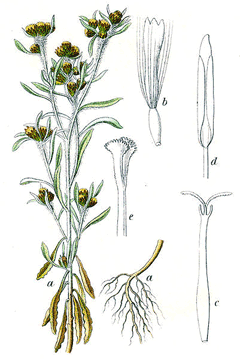 Gnaphalium uliginosum Marsh Cudweed