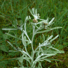 Gnaphalium uliginosum Marsh Cudweed