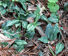 Goodyera oblongifolia Western Rattlesnake Plantain