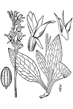 Goodyera oblongifolia Western Rattlesnake Plantain