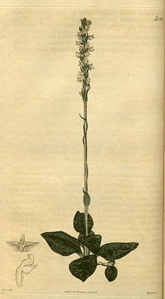 Goodyera pubescens Downy Rattlesnake Plantain