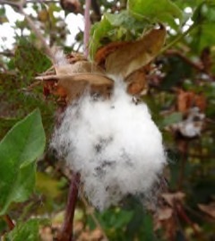 Gossypium arboreum Tree Cotton