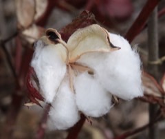 Gossypium hirsutum Upland Cotton