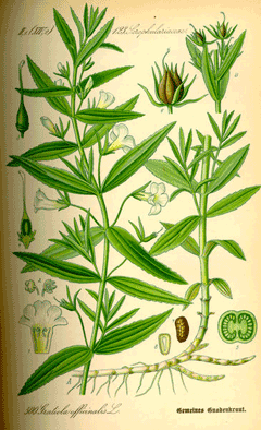 Gratiola officinalis Hedge Hyssop