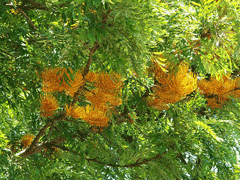 grevillea robusta Silky Oak