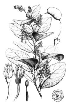 Griffonia simplicifolia Griffonia