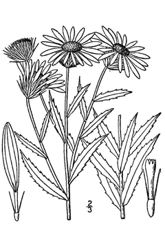 Grindelia lanceolata Rosin Weed,  Narrowleaf gumweed, Texan gumweed