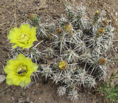 Grusonia clavata Dagger Club Cholla Grusonia clavata Dagger Club Cholla