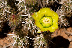 Grusonia clavata Dagger Club Cholla Grusonia clavata Dagger Club Cholla
