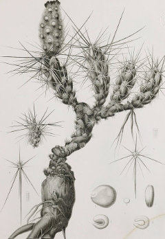 Grusonia grahamii Graham’s Club Cholla