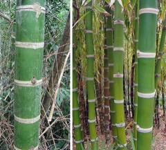 Guadua angustifolia Clumping Bamboo. Guadua