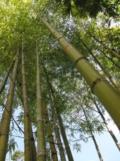 Guadua angustifolia Clumping Bamboo. Guadua