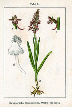 Gymnadenia conopsea Fragrant Orchid